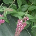 Buddleja davidii 'Pink Delight'