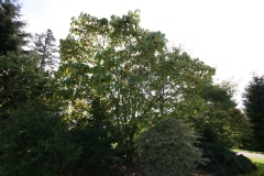 Broussonetia papyrifera