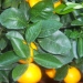 Citrus madurensis