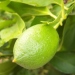 Lime de tahiti, Citron vert, Citronnier