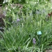 Petits camas, Jacinthe d'indiens, Camassie, Camash