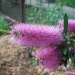 Callistemon 'Violaceus'