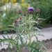 Cynara cardunculus