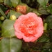 Camellia japonica 'Bénodet'