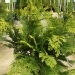 Chamaecyparis lawsoniana 'Stardust'