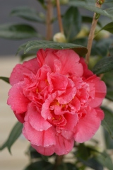 Camelia, Camelia 'strawberry parfait'