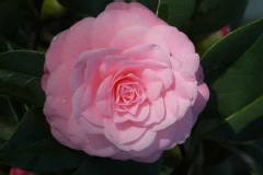 Camelia, Camelia 'usu-otome'