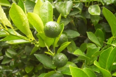 Mandarinier satsuma, Satsuma, Satsuma mandarin
