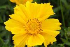 Coreopsis à feuilles lancéolées 'baby gold', Oeil de jeune fille