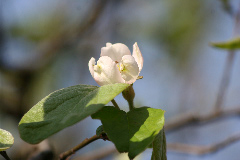 Coignier, Cognassier 'vranja', Coudonnier, Cognassier