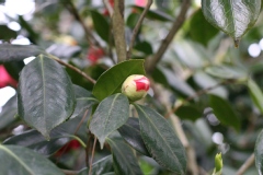 Camelia, Camelia 'drama girl'