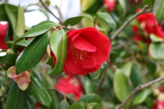 Camelia 'grand prix', Camelia