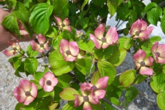 Cornus kousa 'Satomi'