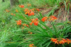 Crocosmia X crocosmiiflora