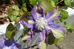 Clématite, Clématite 'vyvyan pennell'