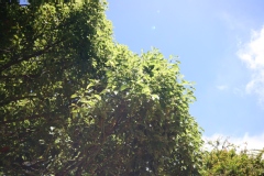 Camphrier, Arbre à camphre