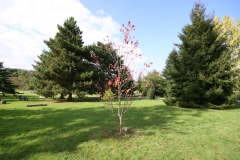 Cercidiphyllum japonicum