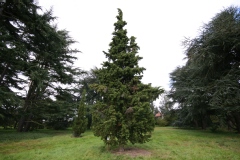 Photo de Cupressus sempervirens