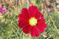 Cosmos 'sensation rouge intense'