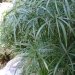 Souchet à feuilles alternes, Papyrus à feuilles alternes