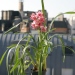 Cymbidium Pretty Pink