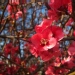 Chaenomeles