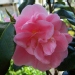 Camellia japonica 'Cara Mia' - Camelia