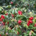 Camellia japonica 'Grand Prix'