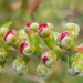 Goupillon, Rince bouteille, Callistème, Callistemon