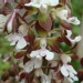 Calanthe discolor