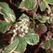 Cornouiller 'sibirica variegata', Cornouiller blanc