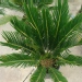 Cycas revoluta