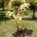 Caryota mitis - Caryota drageonnante, Paume en queue de poisson groupée