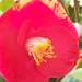 Camellia japonica 'Apollo'