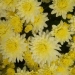 Chrysanthemum 'Pepita'®
