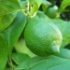Citrus limon
