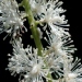 Cimicifuga racemosa 'Atropurpurea'