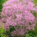 Arbre de judée, Gainier