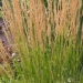 Calamagrostis X acutiflora 'Karl Foerster'
