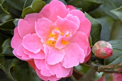 Camelia, Camelia 'ole'