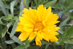 Coreopsis à grandes fleurs 'sunray', Oeil de jeune fille