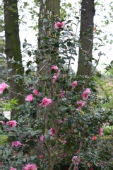 Camellia X williamsii 'Elsie Jury'