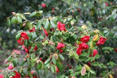Camelia 'grand prix', Camelia