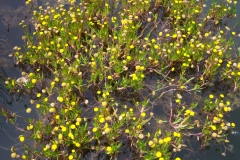 Cotule