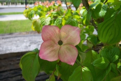 Cornus kousa 'Satomi'