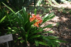 Lis de st-joseph, Clivie vermillonne, Lis du natal, Clivia vermillon