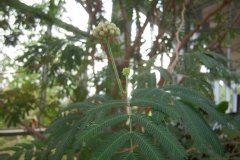 Arbre aux houpettes