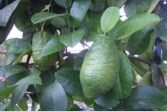 Citronnier de médie, Cédratier