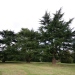 Cedrus deodara