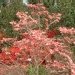Cornouiller de floride, Cornouiller à fleurs